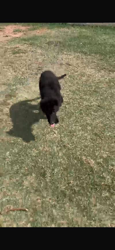 black German shepherd female puppy