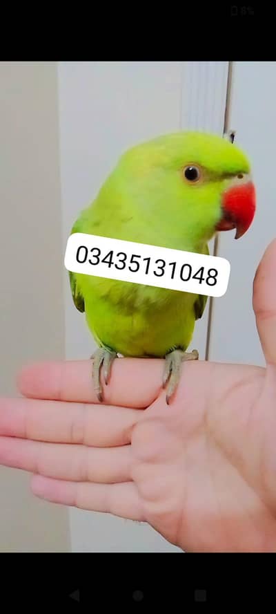 Green ringneck parrot handtame
