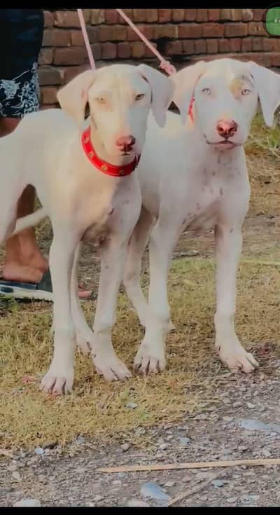 Bully gultar Dogs saller