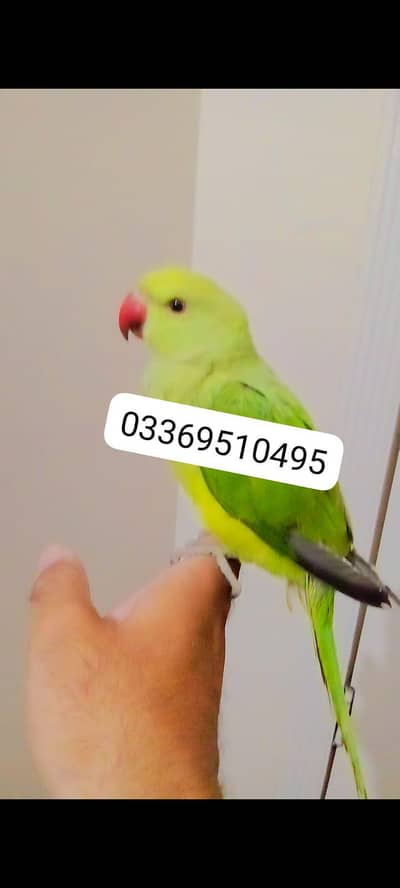 green ringneck parrot handtame friendly parrot