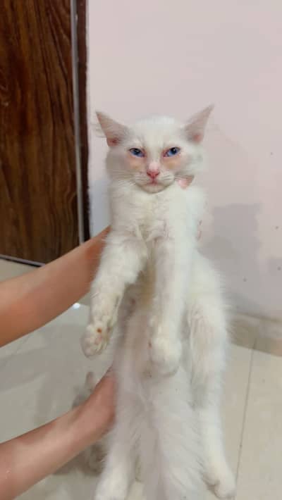 Persian Triple Coat female Kitten 2.5 Months