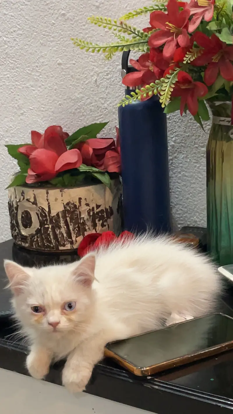 persian triple coat female cat