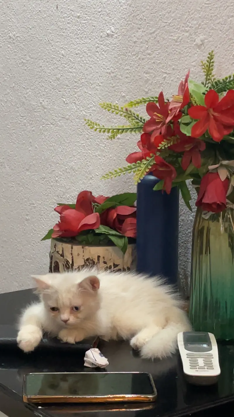 persian triple coat female cat — photo 2