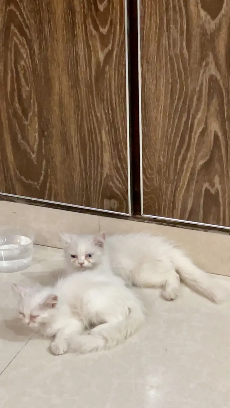 persian triple coat female cat — photo 3