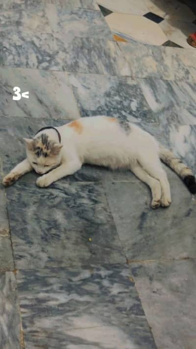 Beautiful Cat For Sale.