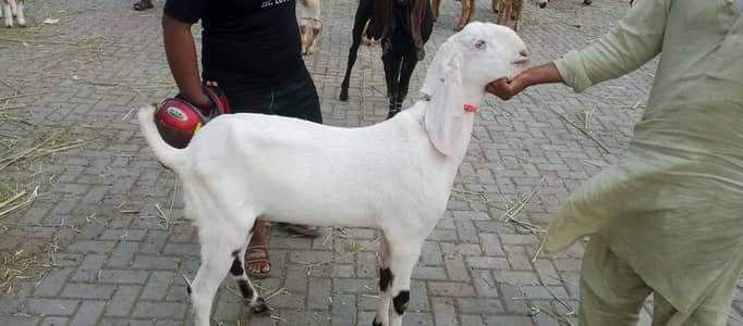 Bakra for sell