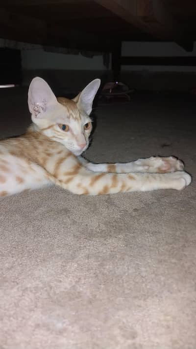 male ginger cat