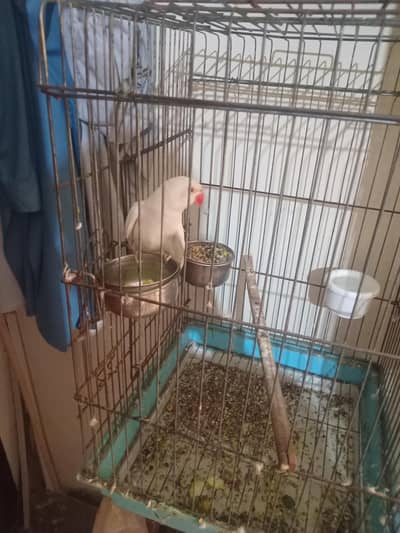 White ring neck female breeder