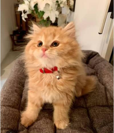 panch face ginger dark brown kitten