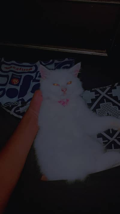 persion kitten punch face litter trained ph number 03187838955