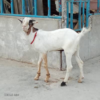 teda Bakra for sale 4 months.