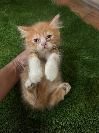 persian kitten