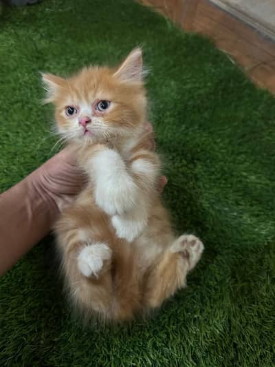 Persian Kittens and Cat