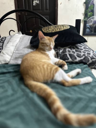 Cat 05 months old adoption