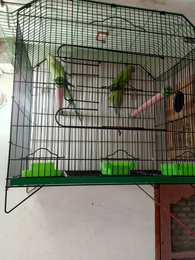 ringneck breeder pair for sell