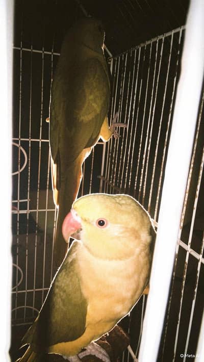 parrots