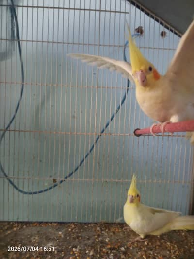 3 cocktail bird