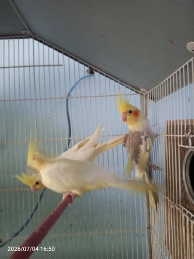 3 cocktail bird