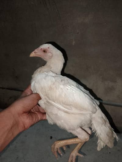 white shamo female
