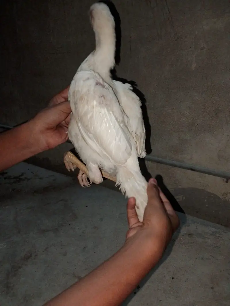 white shamo female — photo 2