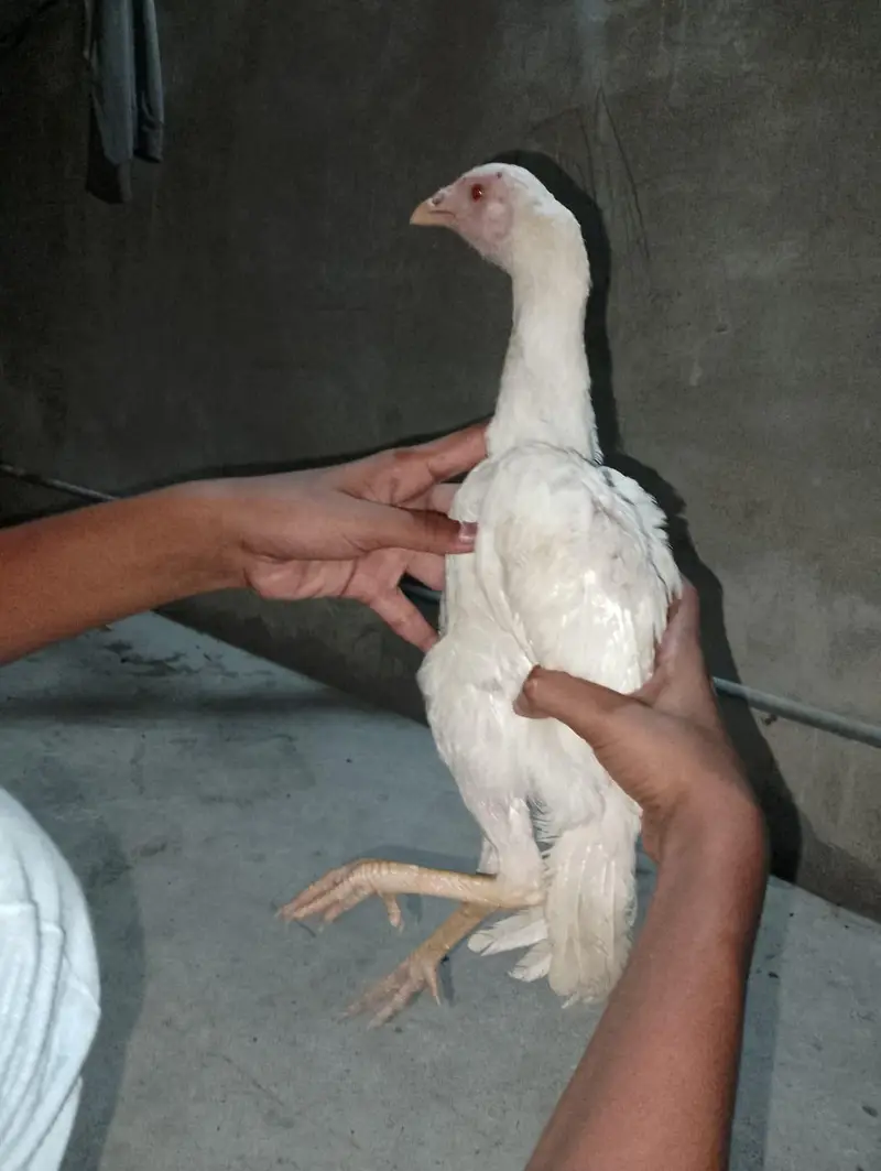white shamo female — photo 3