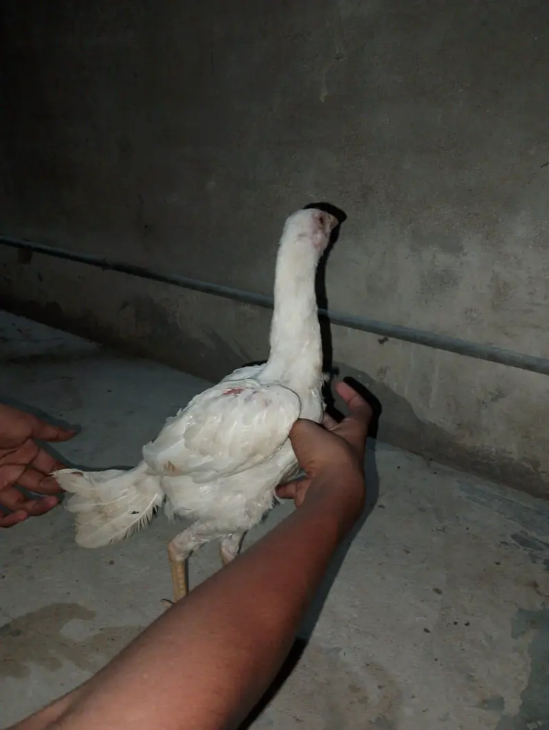 white shamo female — photo 4