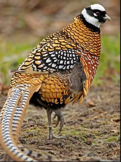 Revees redgolden