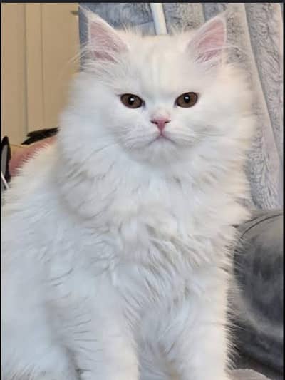 trainde cat 8 to 9 months age home breed cute and cooperative cat