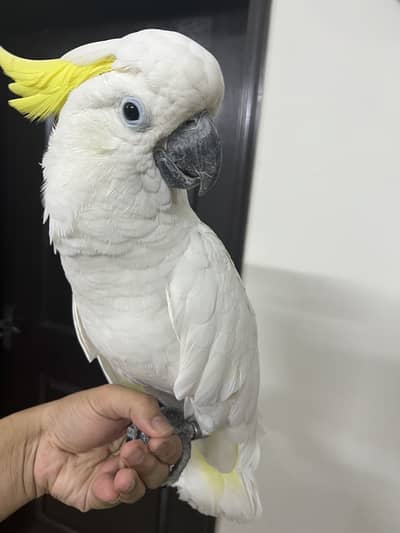Tritron Cockatoo Proper Tamed