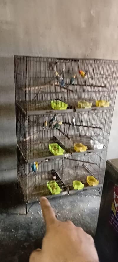 2 cage with 10 box