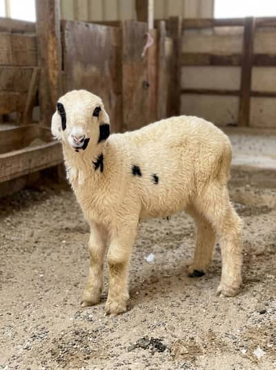 dumba sheep bakra goat mundra kajla larkana abluck gulabi baby sheep