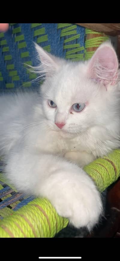 3 Months Persian Kitten – Healthy & Playfu l