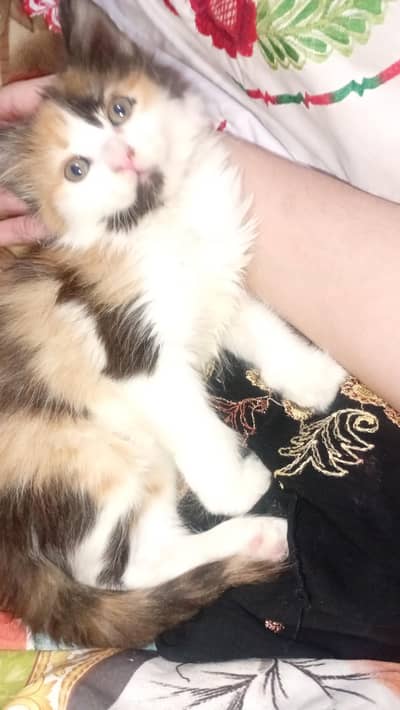 pure Persian triple coat