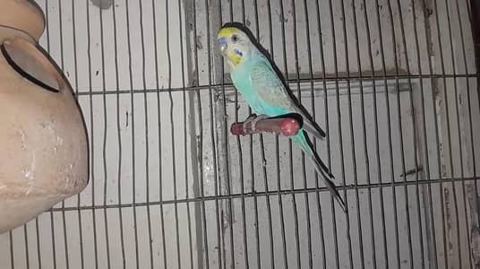 Rainbow Male with 6 chicks