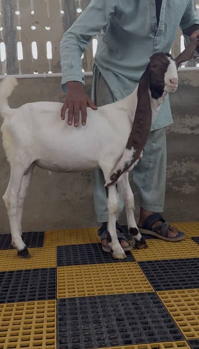 Gulabi bakra bacha 2027