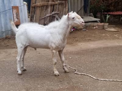 Puer Zero Size Tedda & Barbari Breeders