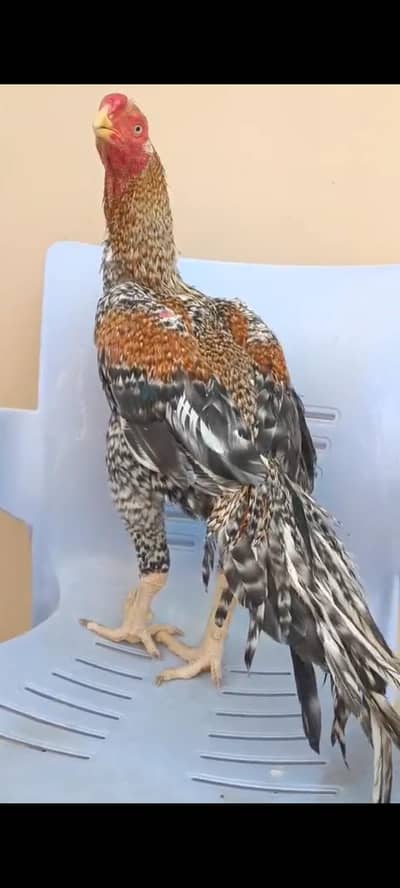 indian parrot peak