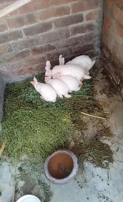 rabbits