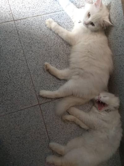 cat 3 Persian