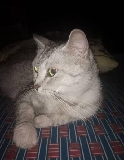 Cat 
