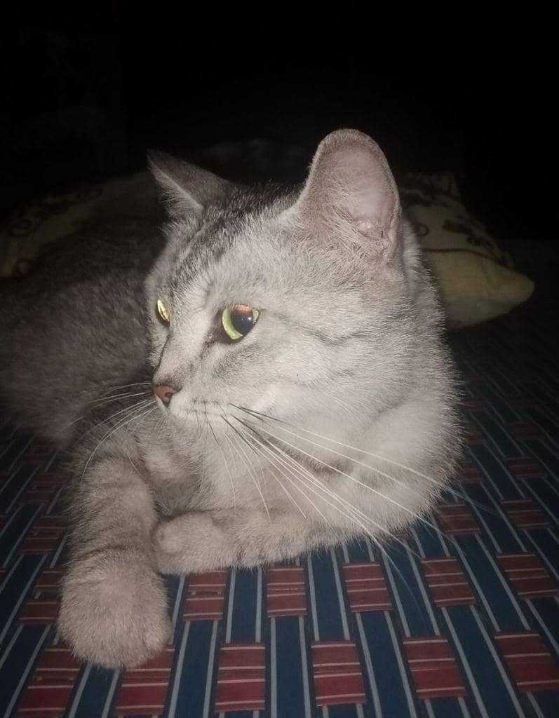 Cat 0