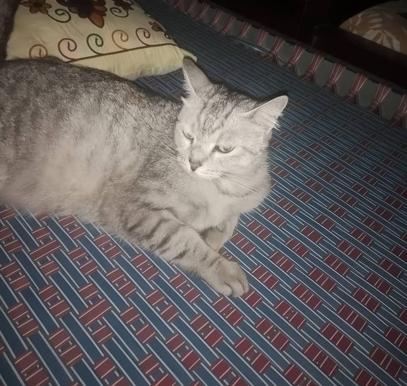 Cat 1
