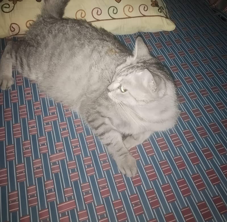 Cat 2