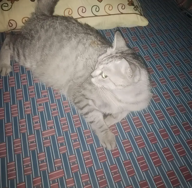 Cat  — photo 3