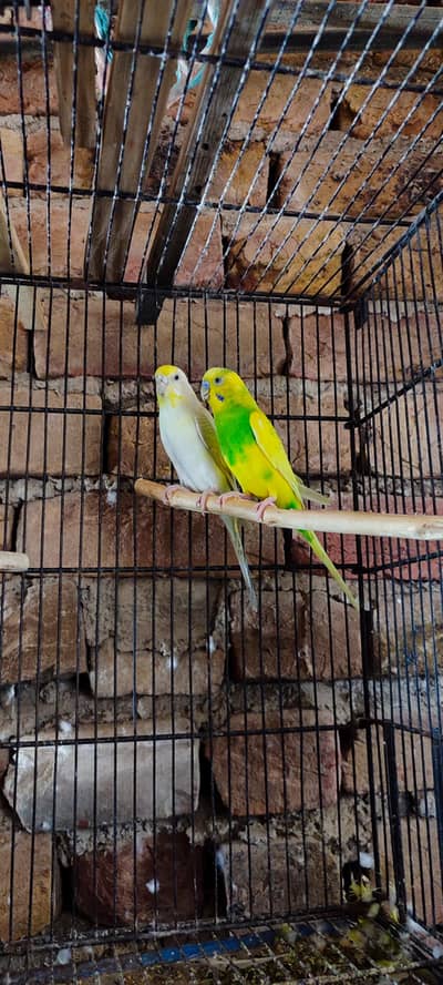 perfect healthy home breeder Australian budgie bajri bujri