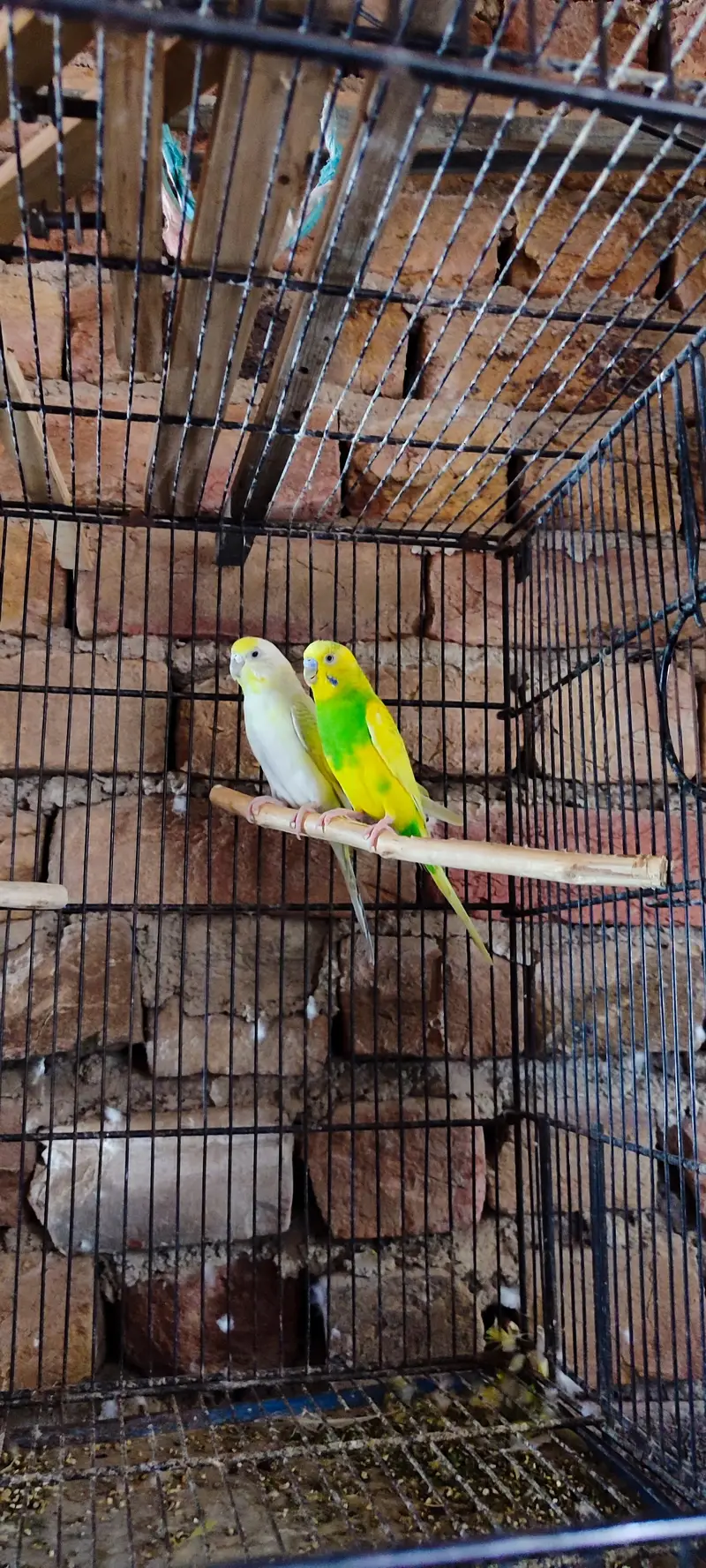 perfect healthy home breeder Australian budgie bajri bujri — photo 2