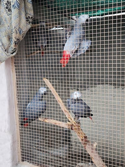 3 male African grey for sale age 3 years