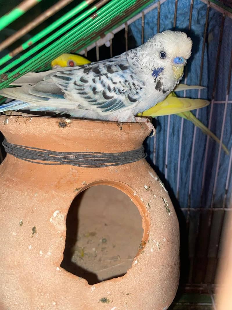 Budgies healthy and actice mashallah 4