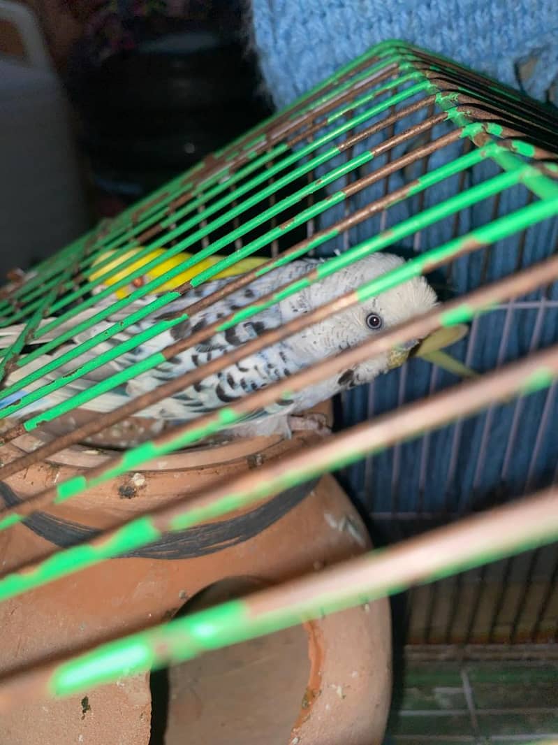 Budgies healthy and actice mashallah 5