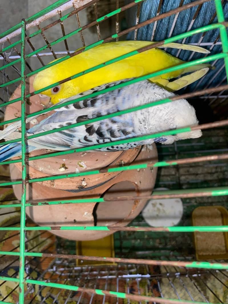 Budgies healthy and actice mashallah 6